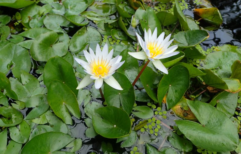 Waterlily photo 4