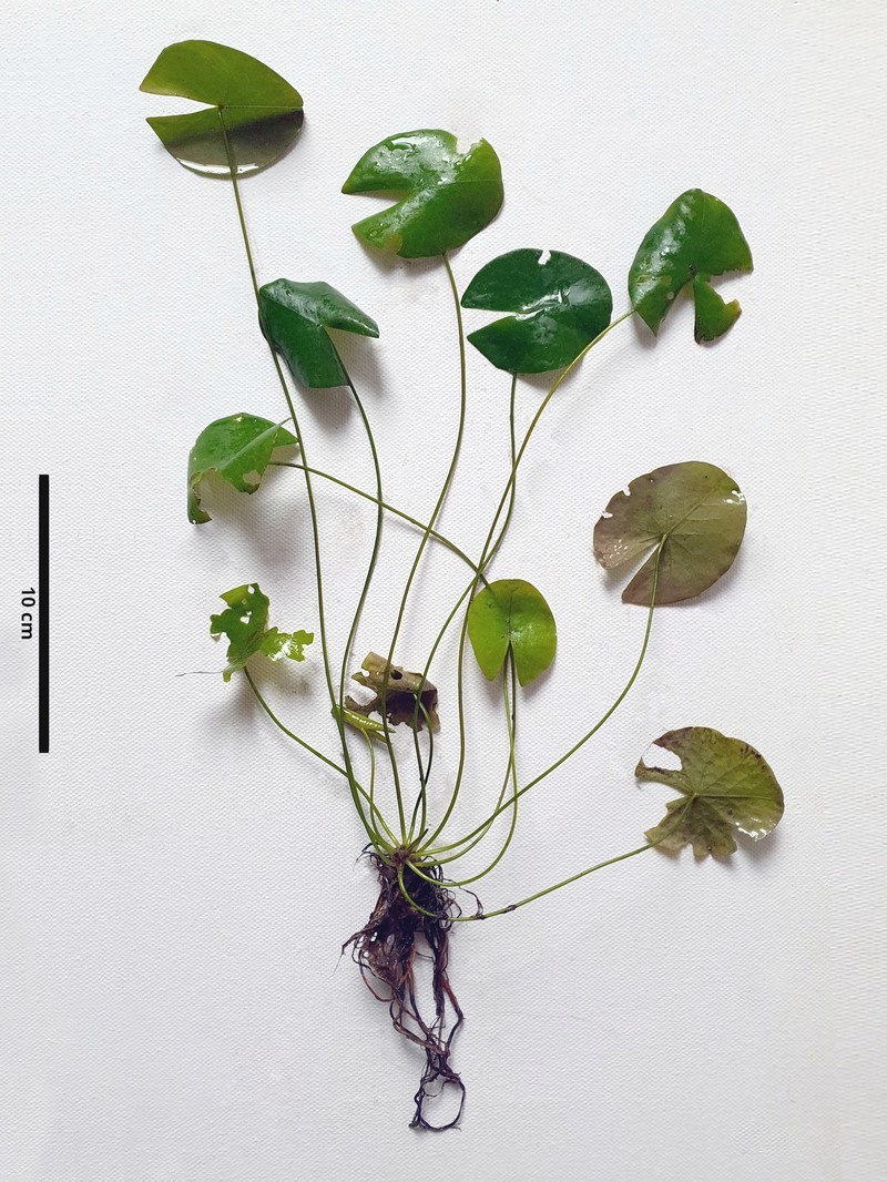 Nymphaea dimorpha