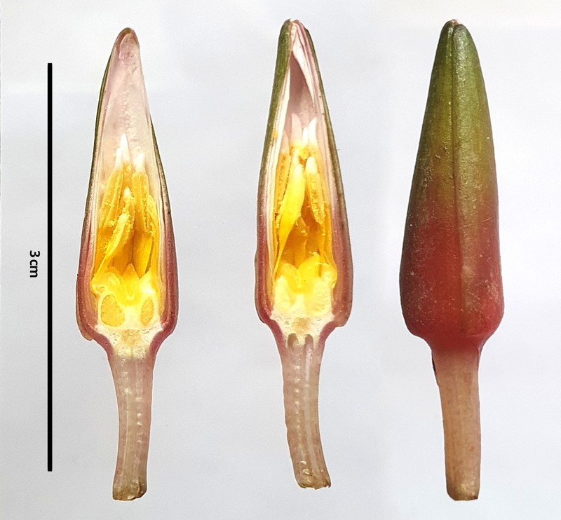 Nymphaea dimorpha photo 2
