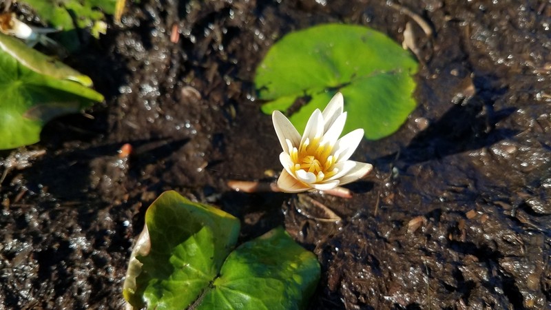 Nymphaea dimorpha photo 5