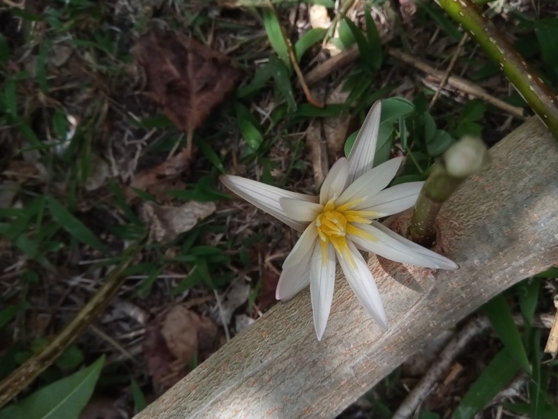 Nymphaea dimorpha photo 6