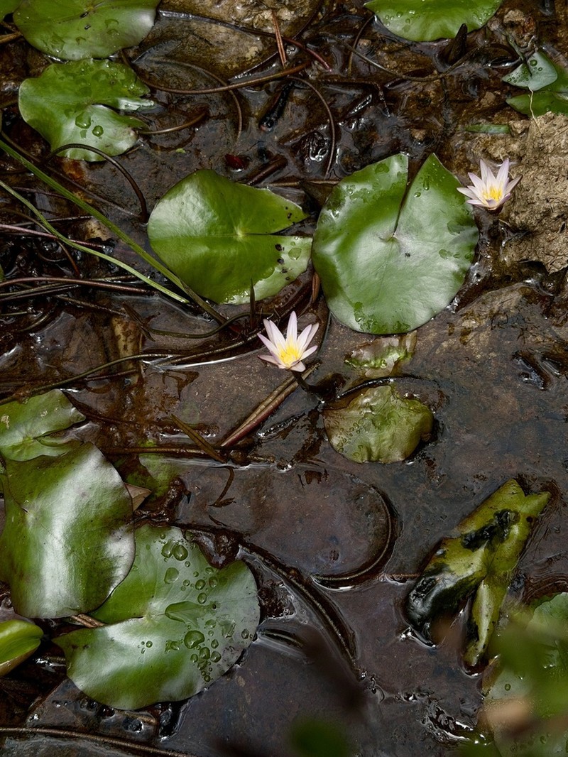 Nymphaea dimorpha photo 7