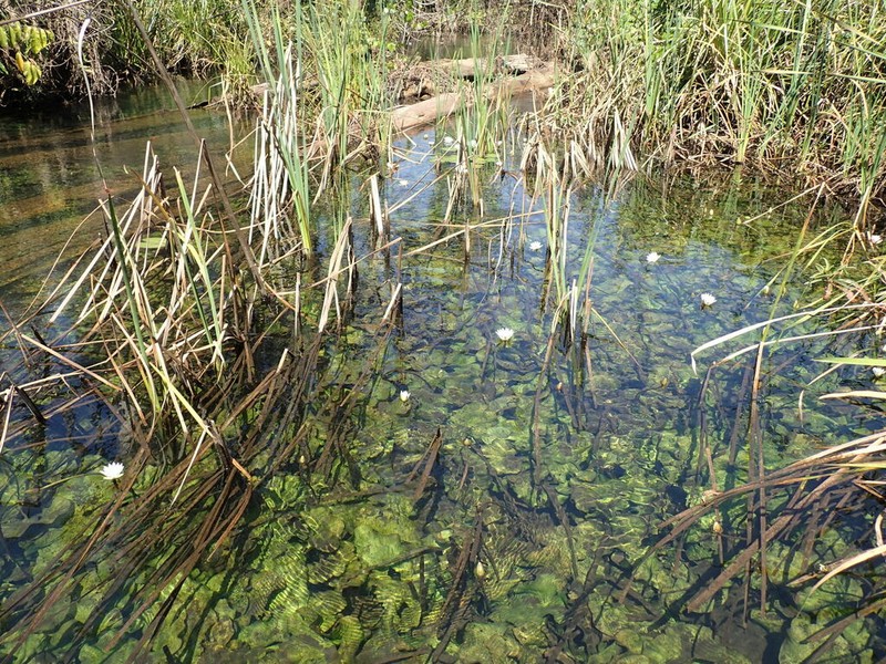Nymphaea divaricata