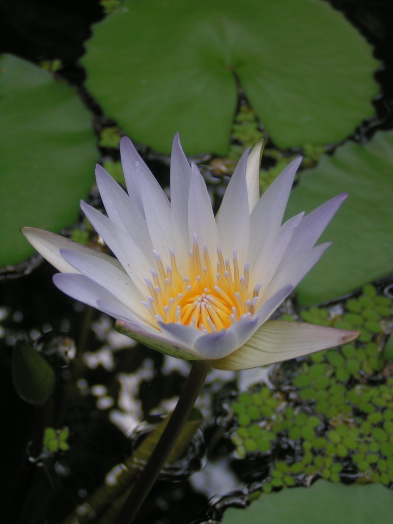 Tropical Royalblue Waterlily photo 4