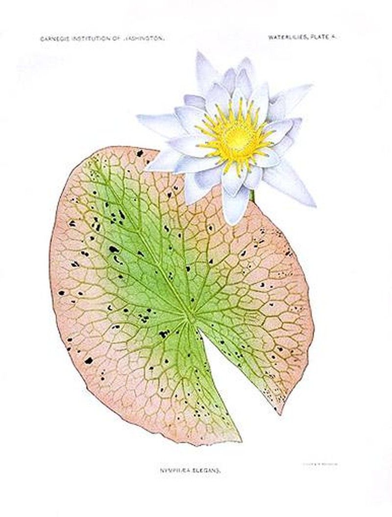Tropical Royalblue Waterlily photo 5