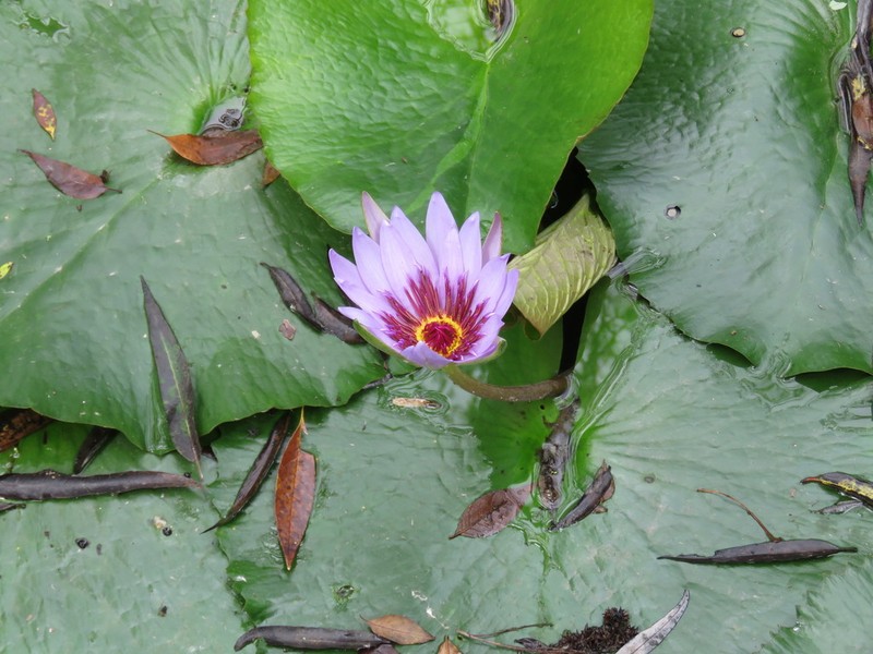 Tropical Royalblue Waterlily photo 3