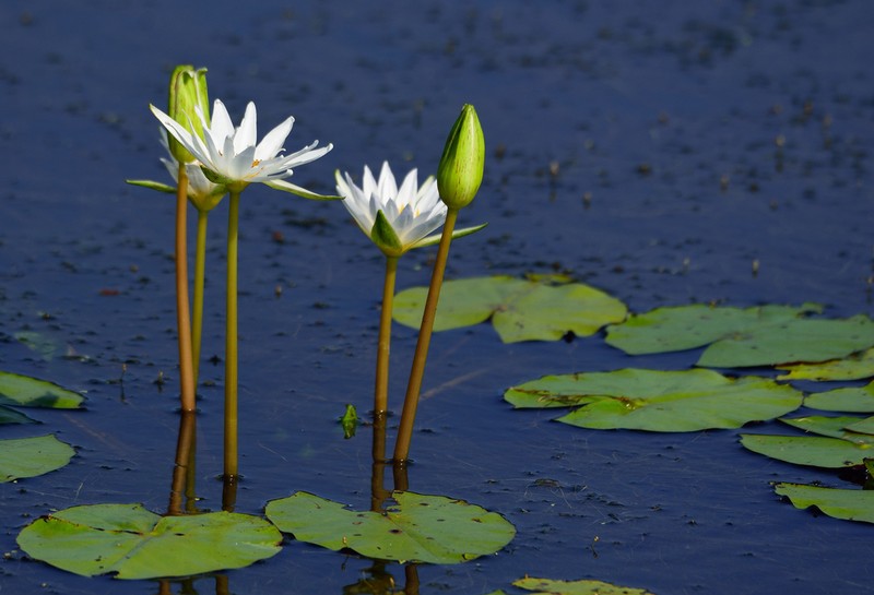 Tropical Royalblue Waterlily photo 4