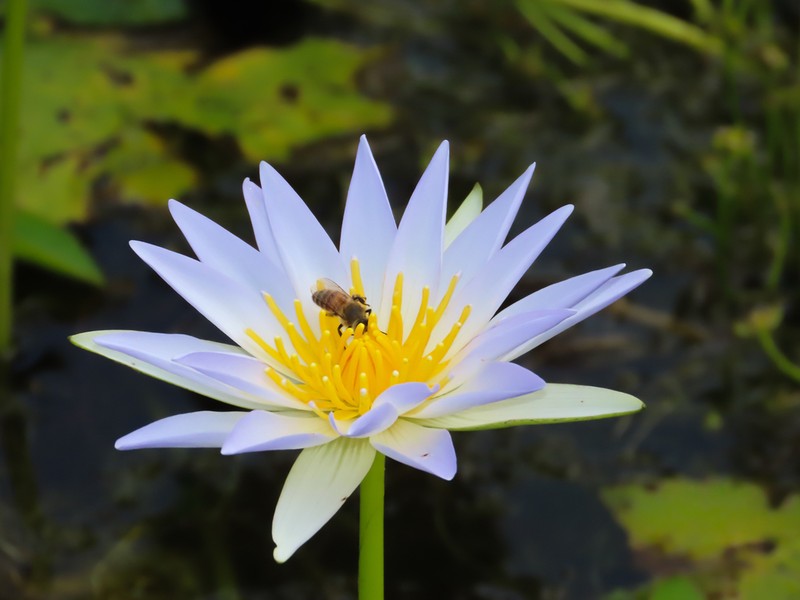 Tropical Royalblue Waterlily photo 5