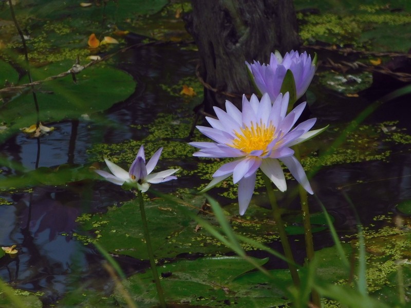 Tropical Royalblue Waterlily photo 6