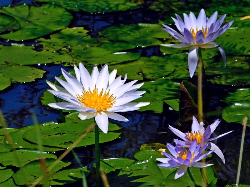 Tropical Royalblue Waterlily photo 7