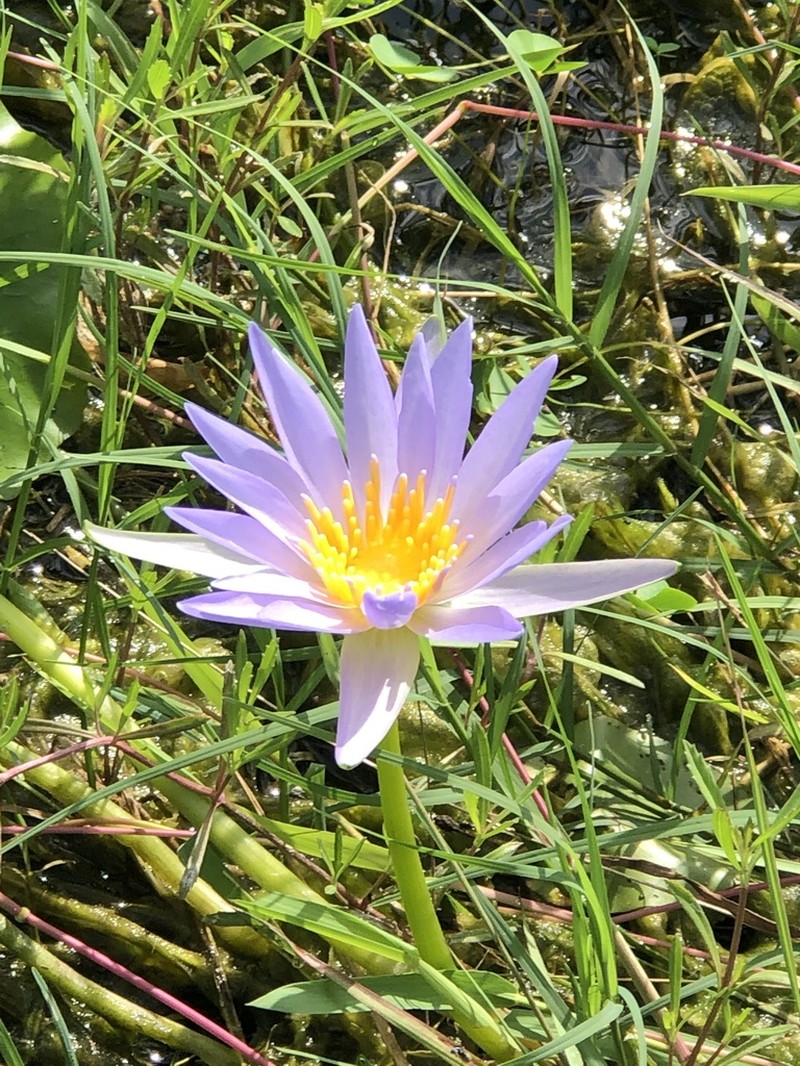 Tropical Royalblue Waterlily photo 8