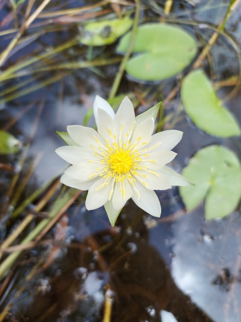 Nymphaea elleniae