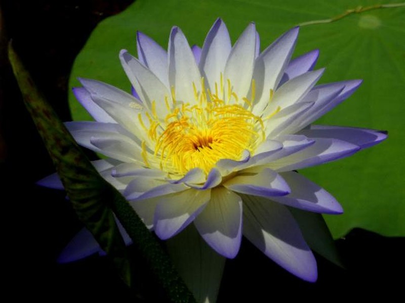 Nymphaea elleniae photo 2