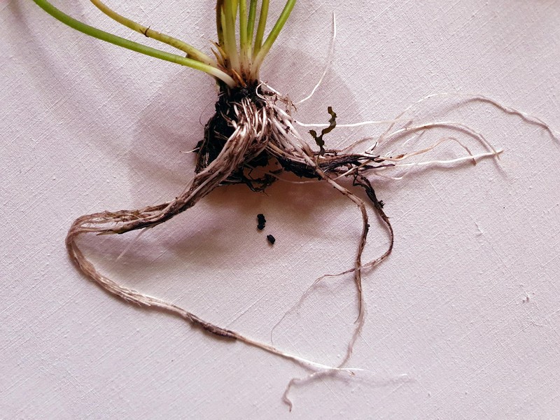 Nymphaea gardneriana photo 6