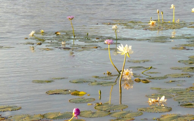 Nymphaea georginae