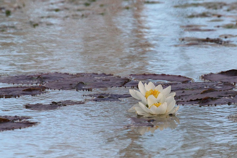 Nymphaea georginae photo 2