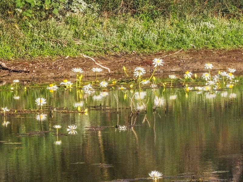 Nymphaea georginae photo 3