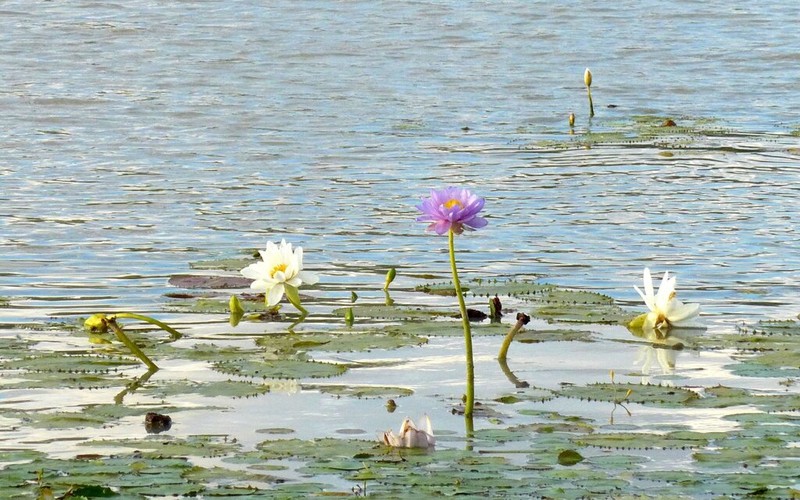 Nymphaea georginae photo 4