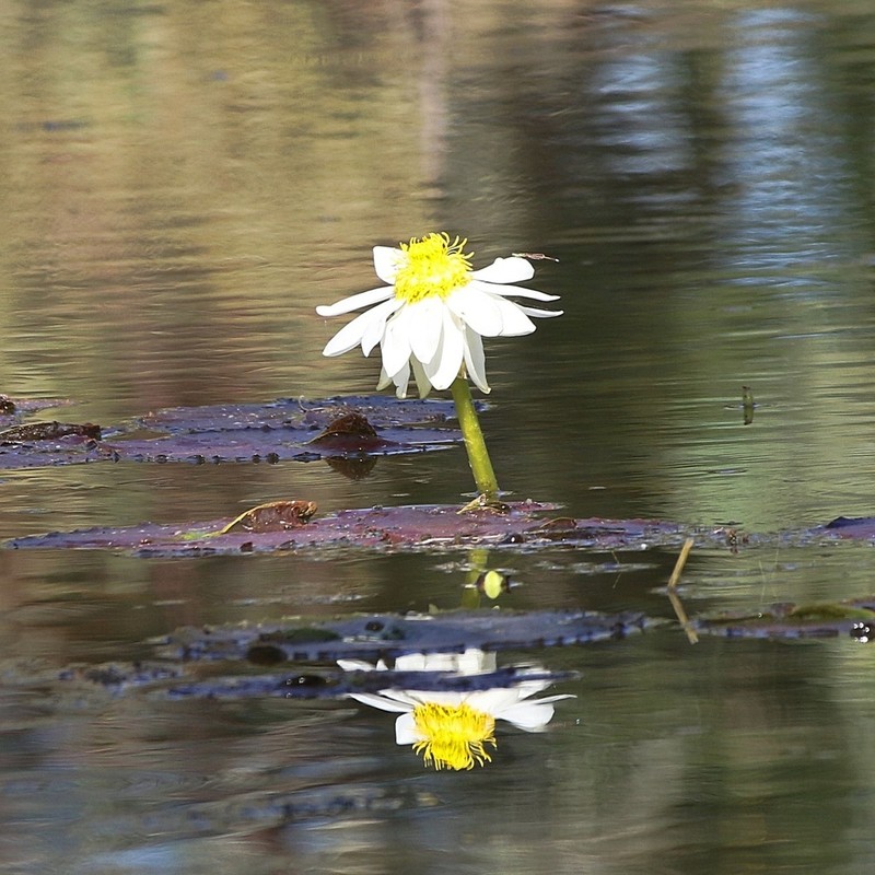 Nymphaea georginae photo 5