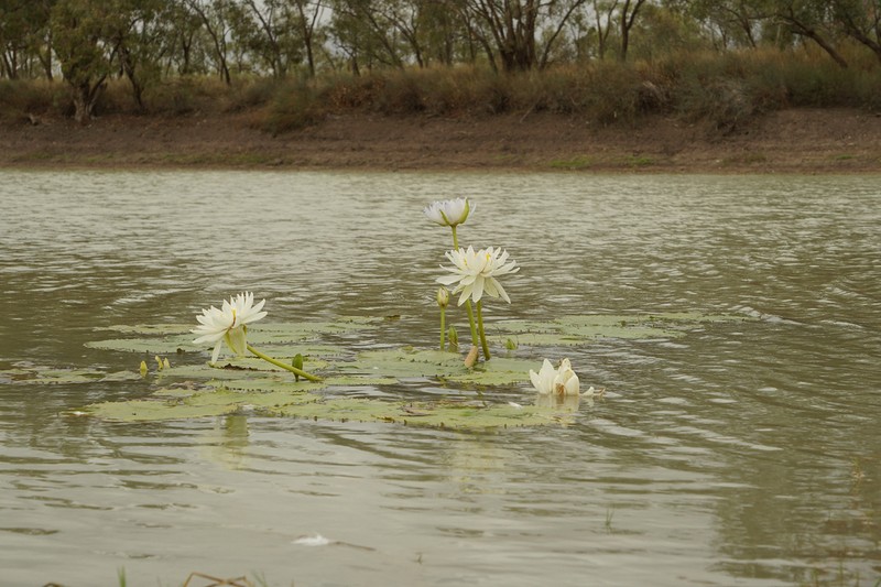 Nymphaea georginae photo 6