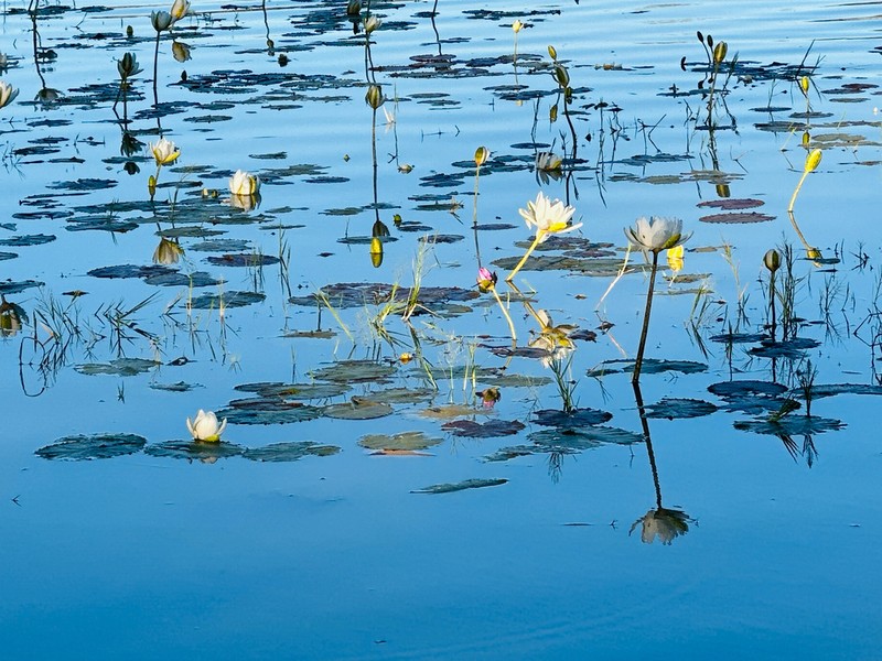Nymphaea georginae photo 7