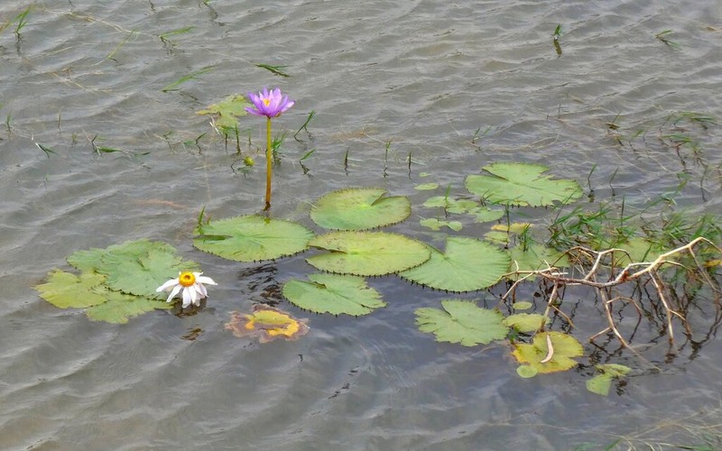 Nymphaea georginae photo 8