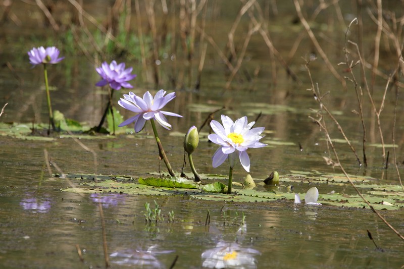 Nymphaea gigantea photo 2