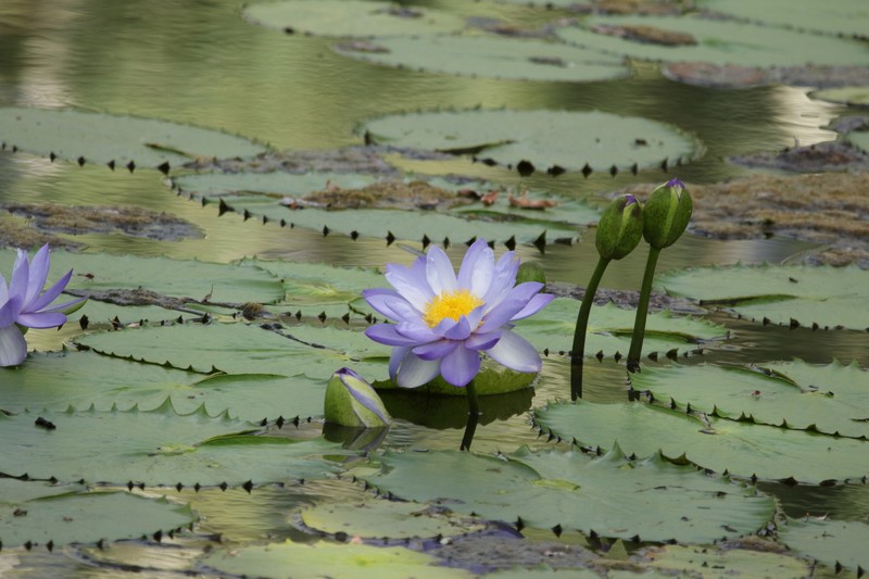 Nymphaea gigantea photo 3