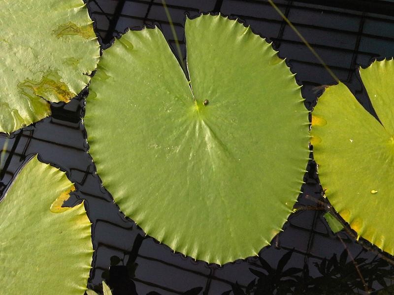 Nymphaea gigantea photo 4