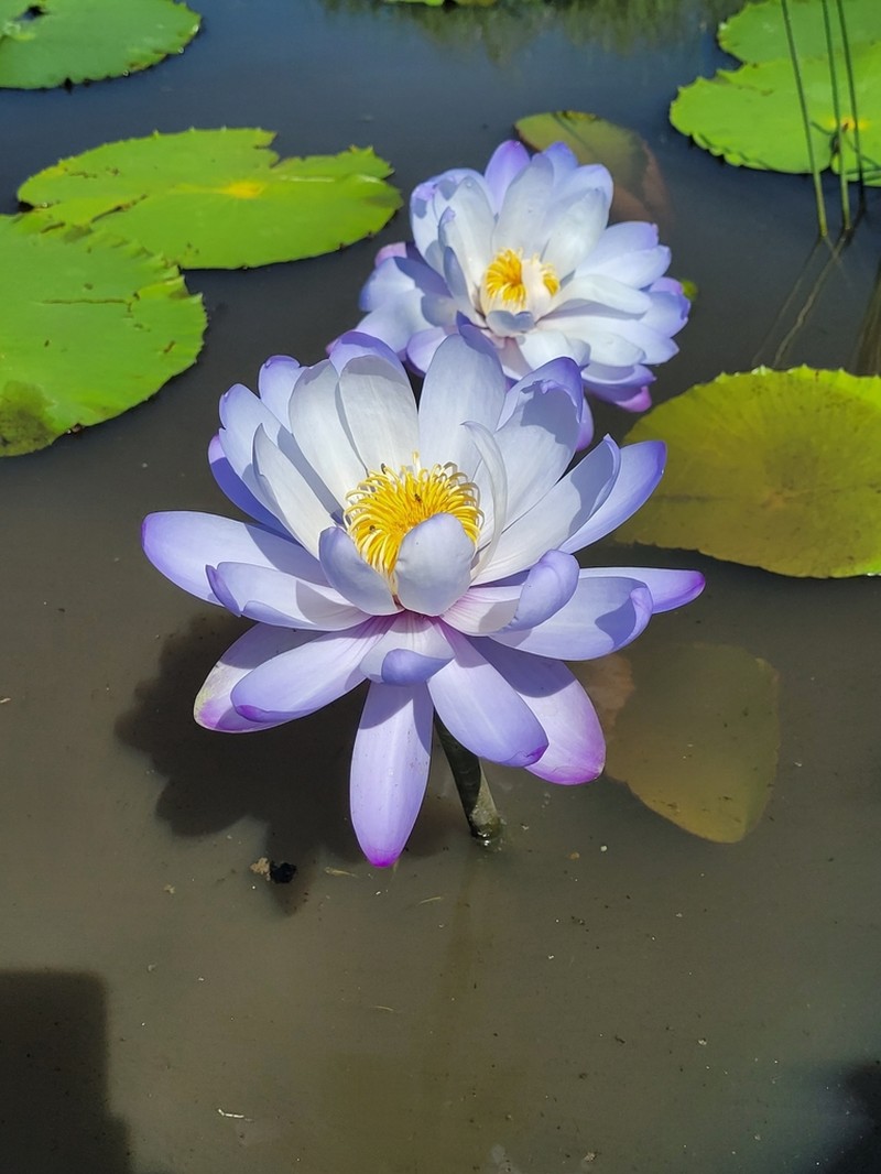 Nymphaea gigantea photo 5