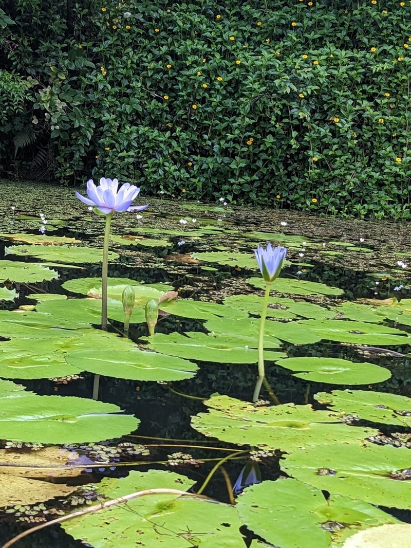 Nymphaea gigantea photo 6