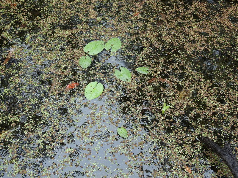 Nymphaea gigantea photo 7