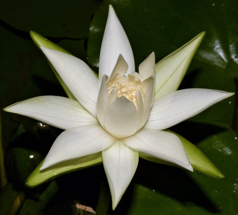 Sleepingbeauty Waterlily photo 5