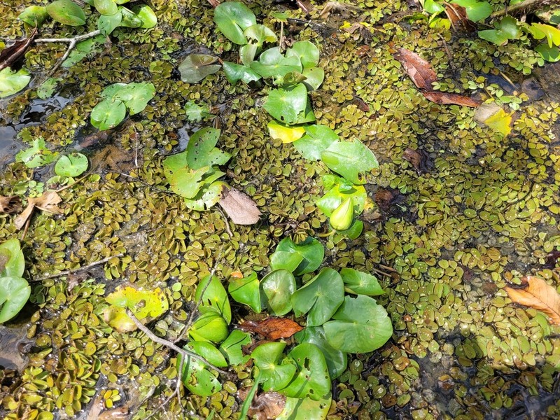 Sleepingbeauty Waterlily photo 6