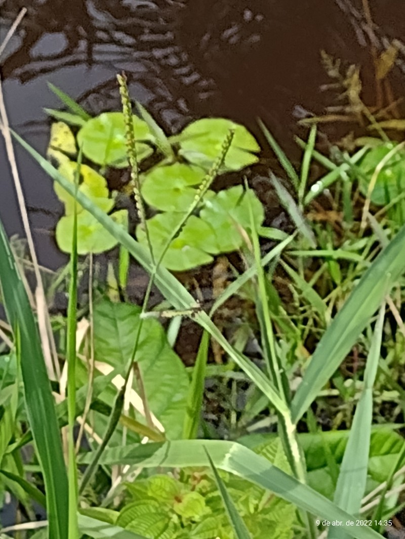 Sleepingbeauty Waterlily photo 7