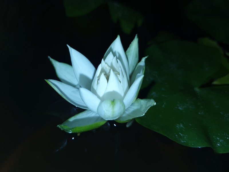 Sleepingbeauty Waterlily