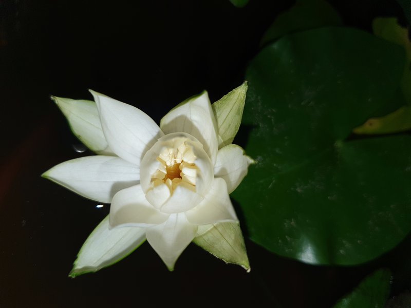Sleepingbeauty Waterlily photo 3