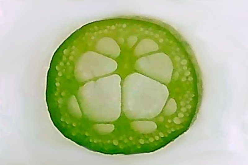 Sleepingbeauty Waterlily photo 4