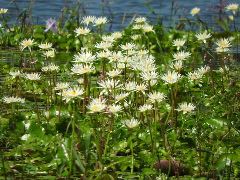 Nymphaea gracilis