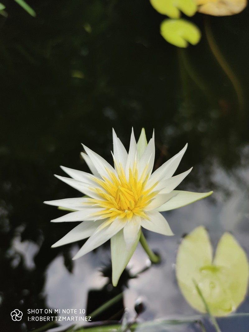 Nymphaea gracilis photo 2