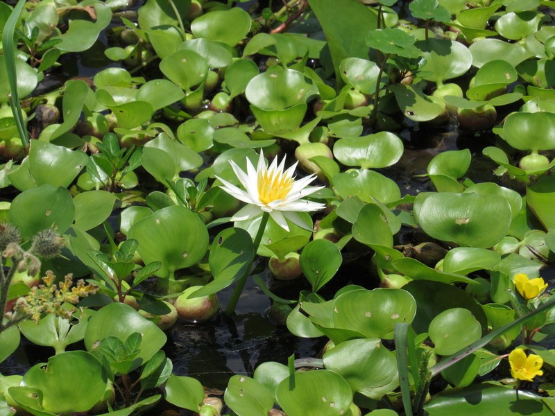 Nymphaea gracilis photo 3