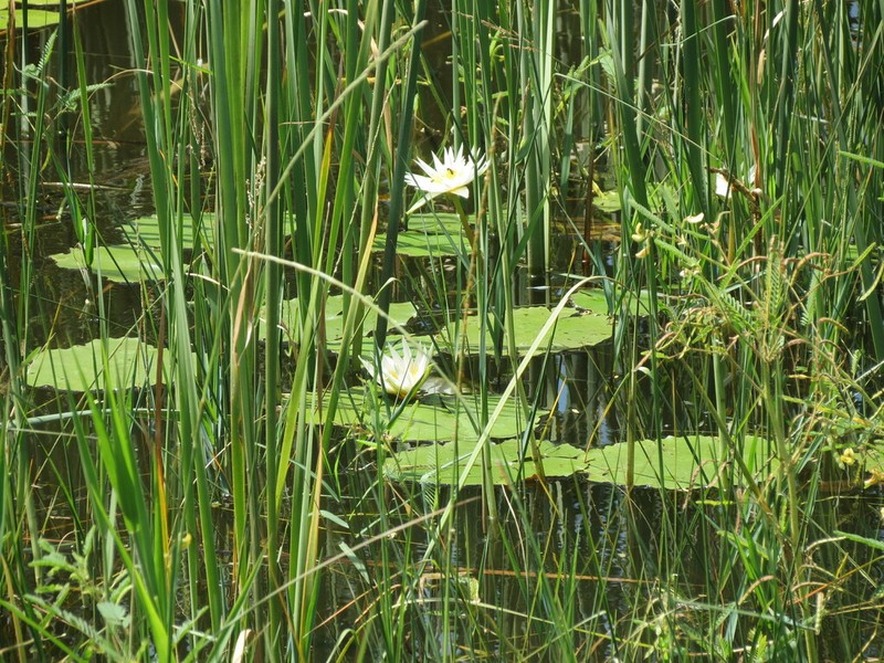 Nymphaea gracilis photo 4