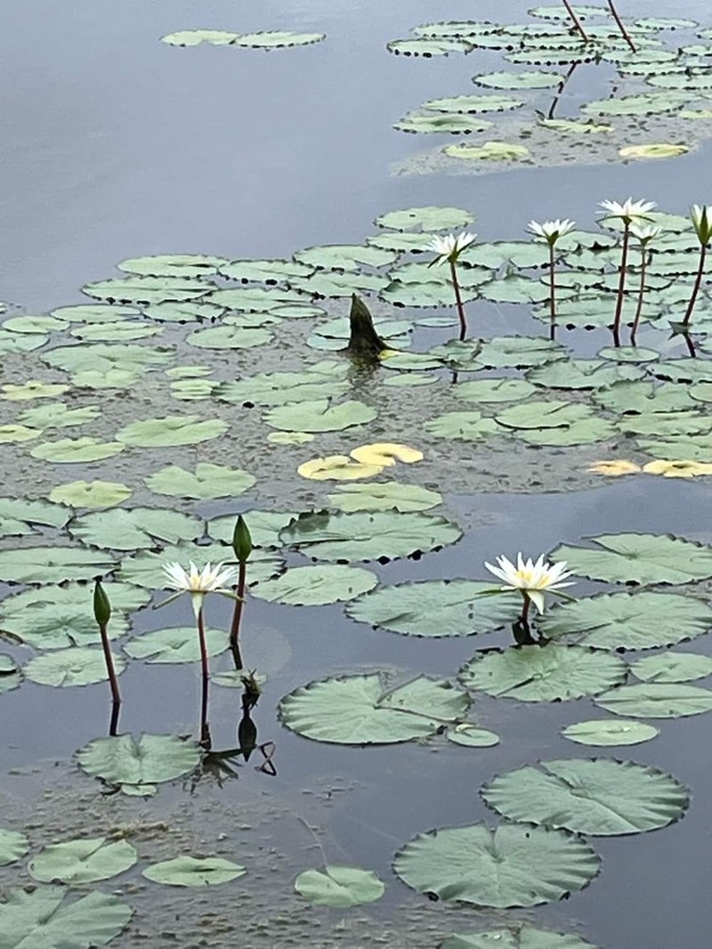 Nymphaea gracilis photo 5