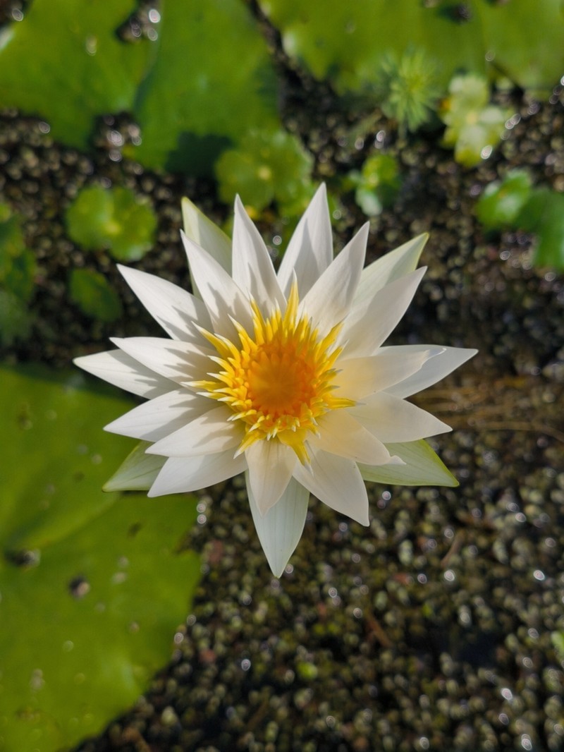 Nymphaea gracilis photo 6