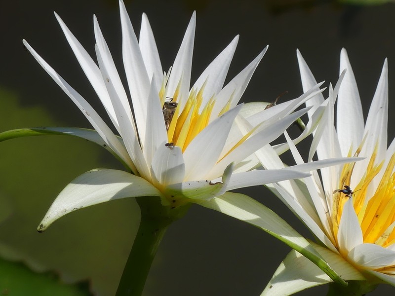 Nymphaea gracilis photo 7