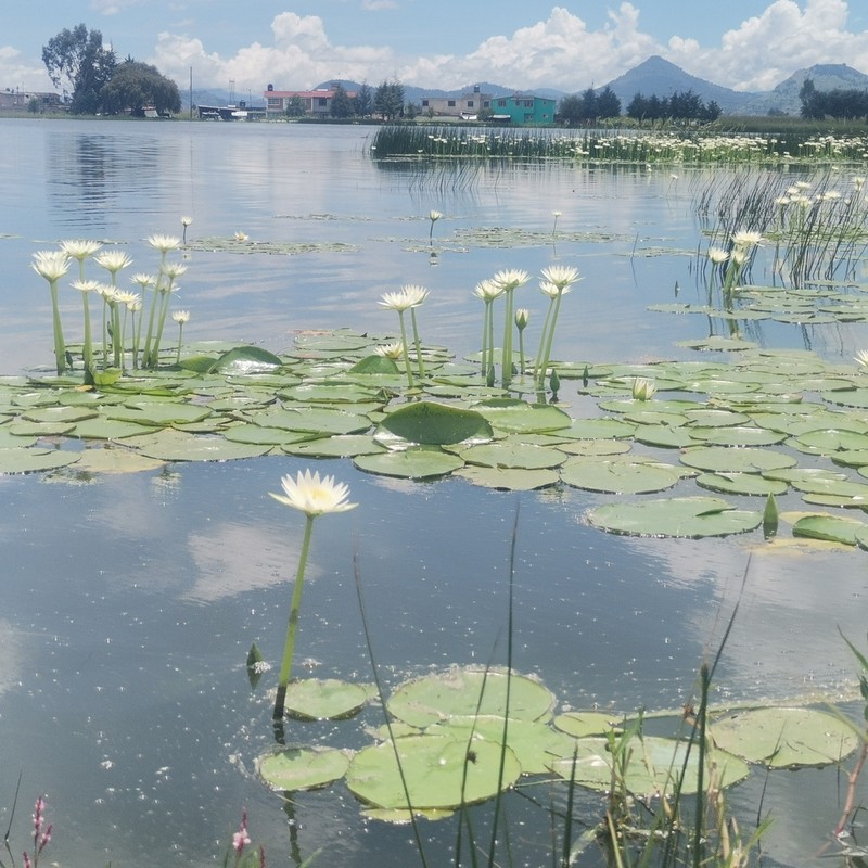 Nymphaea gracilis photo 8