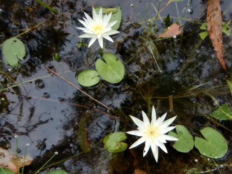 Nymphaea hastifolia