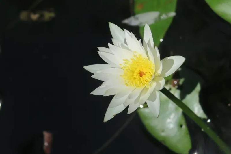 Nymphaea hastifolia photo 2