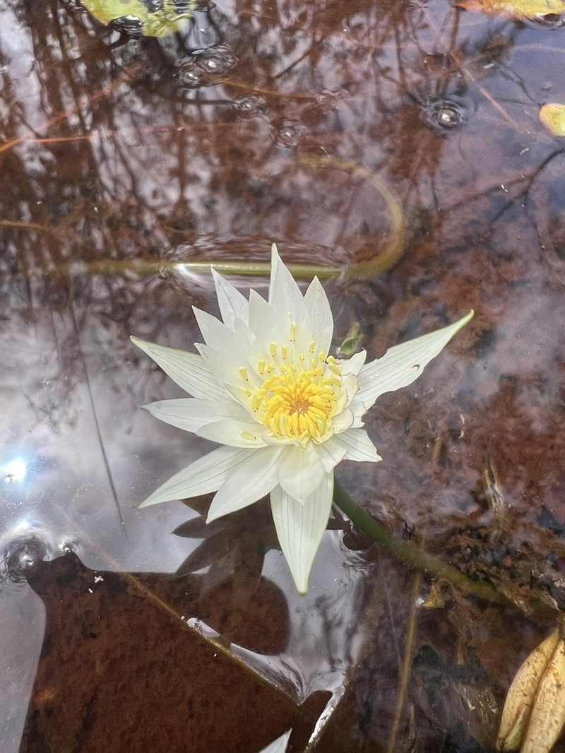 Nymphaea hastifolia photo 3