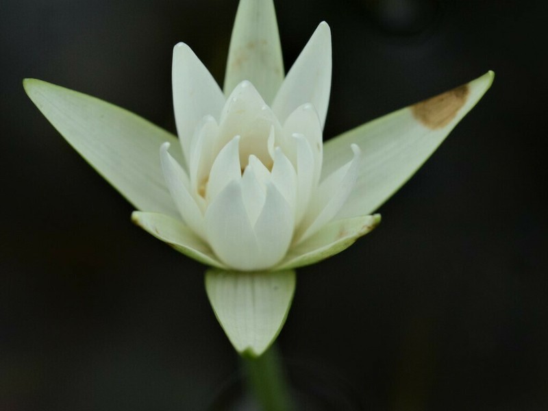 Nymphaea hastifolia photo 4